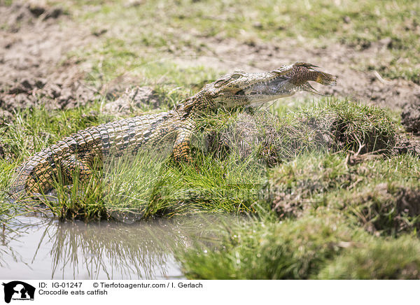 Krokodile frisst Seewolf / Crocodile eats catfish / IG-01247