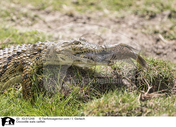Krokodile frisst Seewolf / Crocodile eats catfish / IG-01248