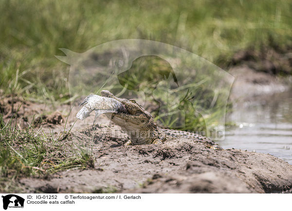Krokodile frisst Seewolf / Crocodile eats catfish / IG-01252