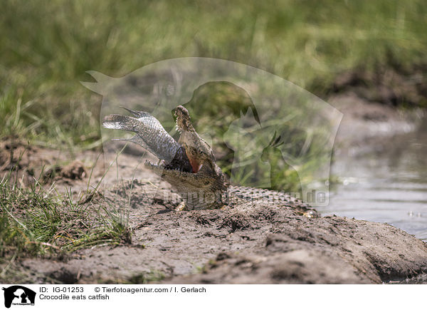 Krokodile frisst Seewolf / Crocodile eats catfish / IG-01253