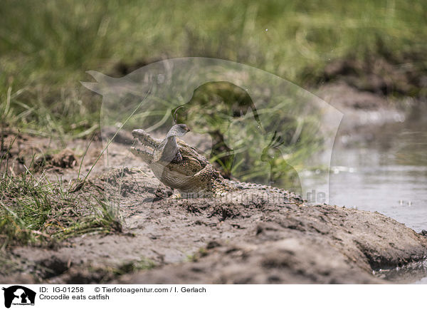 Krokodile frisst Seewolf / Crocodile eats catfish / IG-01258