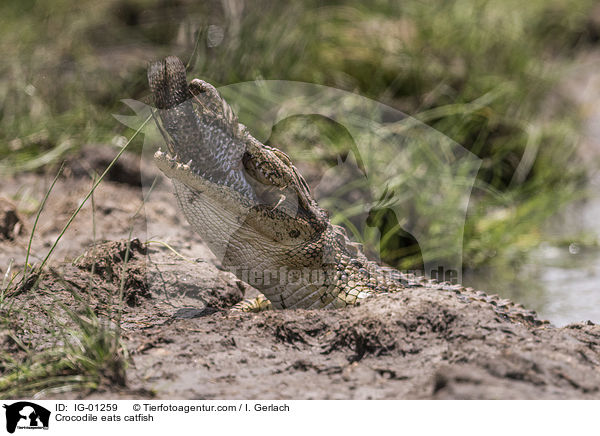 Crocodile eats catfish / IG-01259
