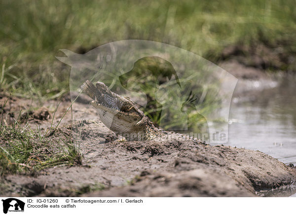 Krokodile frisst Seewolf / Crocodile eats catfish / IG-01260