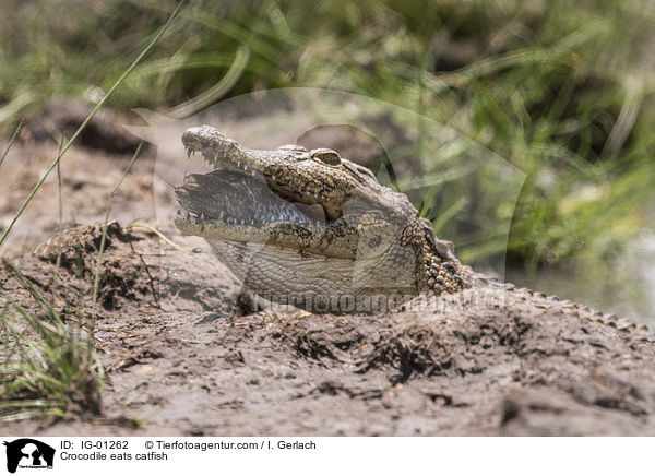 Krokodile frisst Seewolf / Crocodile eats catfish / IG-01262