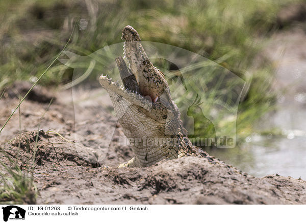 Krokodile frisst Seewolf / Crocodile eats catfish / IG-01263