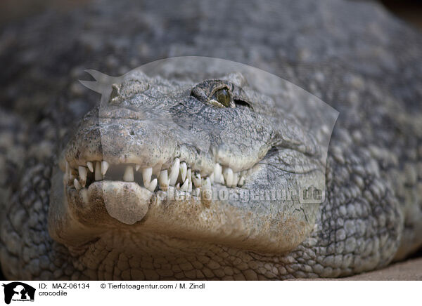 crocodile / MAZ-06134