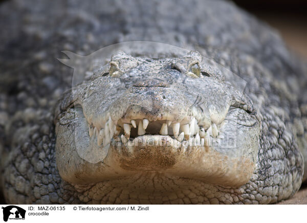 crocodile / MAZ-06135