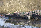 crocodile