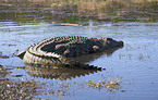 crocodile