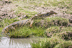 Crocodile eats catfish