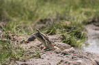 Crocodile eats catfish