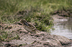 Crocodile eats catfish