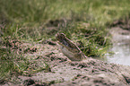 Crocodile eats catfish