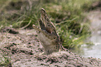 Crocodile eats catfish