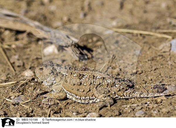 Kurzhorn / Douglass's horned lizard / MBS-10198