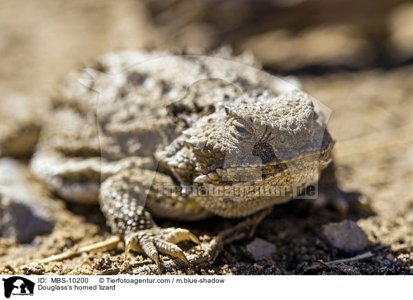 Douglass's horned lizard / MBS-10200