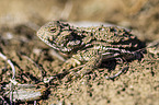 Douglass's horned lizard