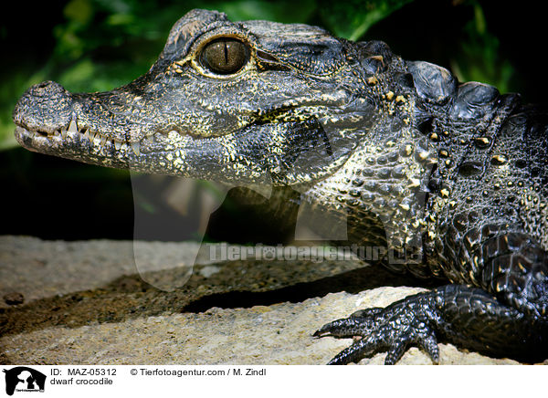 dwarf crocodile / MAZ-05312