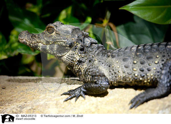 dwarf crocodile / MAZ-05313