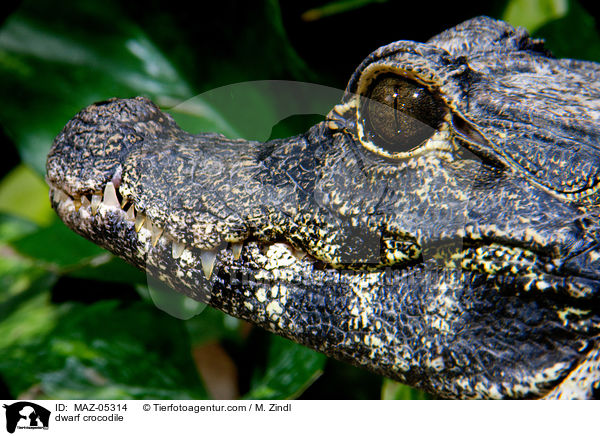 dwarf crocodile / MAZ-05314