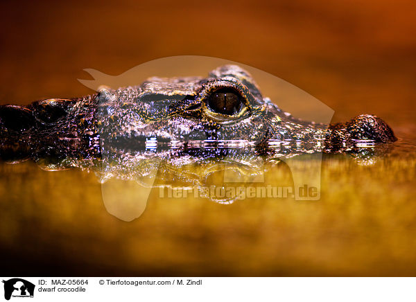 dwarf crocodile / MAZ-05664