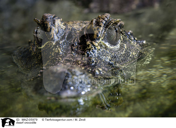 dwarf crocodile / MAZ-05979
