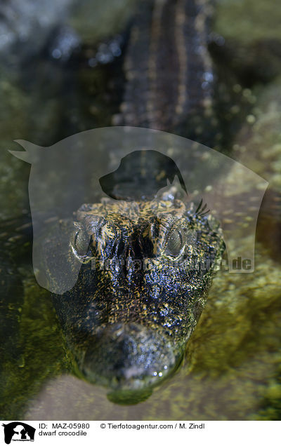 dwarf crocodile / MAZ-05980