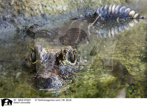 dwarf crocodile / MAZ-05981