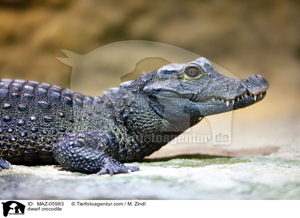 Stumpfkrokodil / dwarf crocodile / MAZ-05983