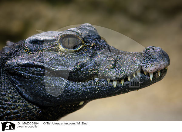 dwarf crocodile / MAZ-05984