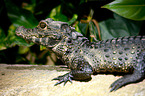 dwarf crocodile