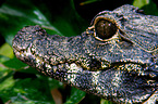 dwarf crocodile