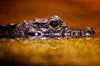 dwarf crocodile