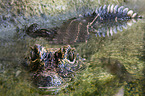 dwarf crocodile