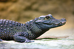 dwarf crocodile