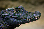 dwarf crocodile