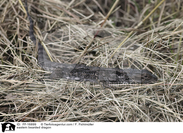 �stliche Bartagame / eastern bearded dragon / FF-16899