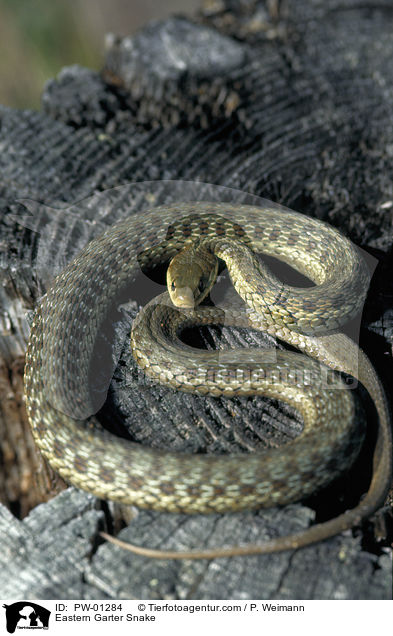 stliche Strumpfbandnatter / Eastern Garter Snake / PW-01284