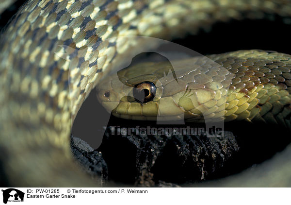 stliche Strumpfbandnatter / Eastern Garter Snake / PW-01285