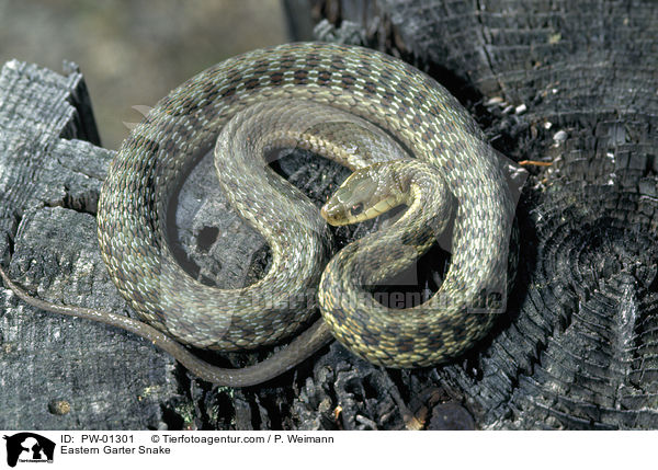 stliche Strumpfbandnatter / Eastern Garter Snake / PW-01301