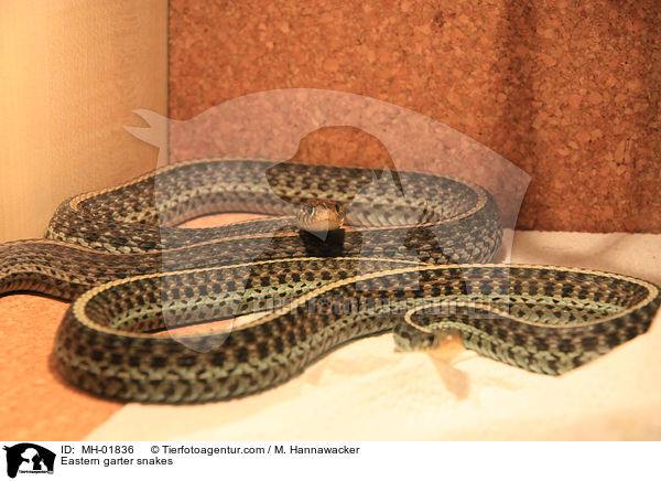 Eastern garter snakes / MH-01836