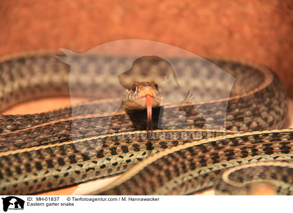 stliche Strumpfbandnatter / Eastern garter snake / MH-01837