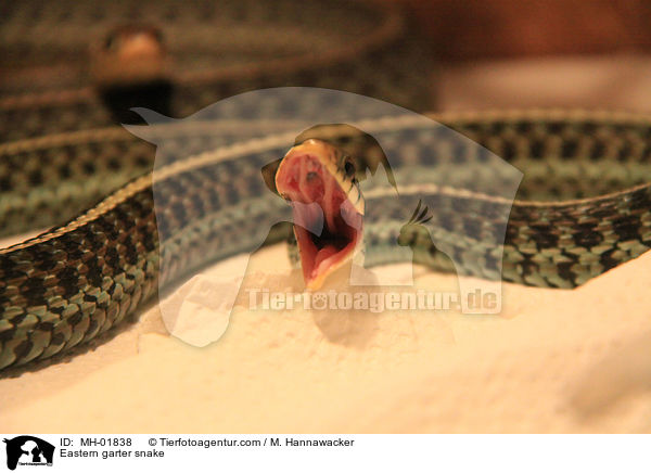 Eastern garter snake / MH-01838