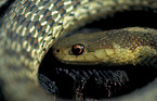 Eastern Garter Snake