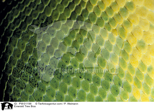 Emerald Tree Boa / PW-01196