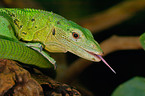 emerald tree monitor