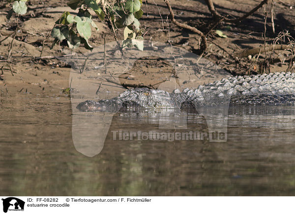 estuarine crocodile / FF-08282