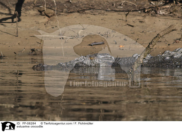 estuarine crocodile / FF-08284