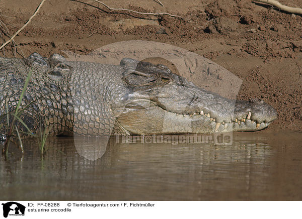estuarine crocodile / FF-08288