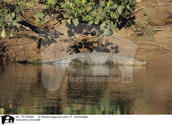 Leistenkrokodil / estuarine crocodile / FF-08289